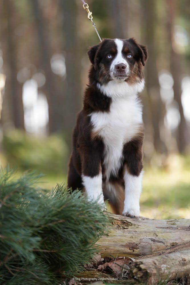 Ari — Mini Aussie red tricolor de olhos azuis, fêmea do elevage Guardas do Berço, em sessão fotográfica na floresta