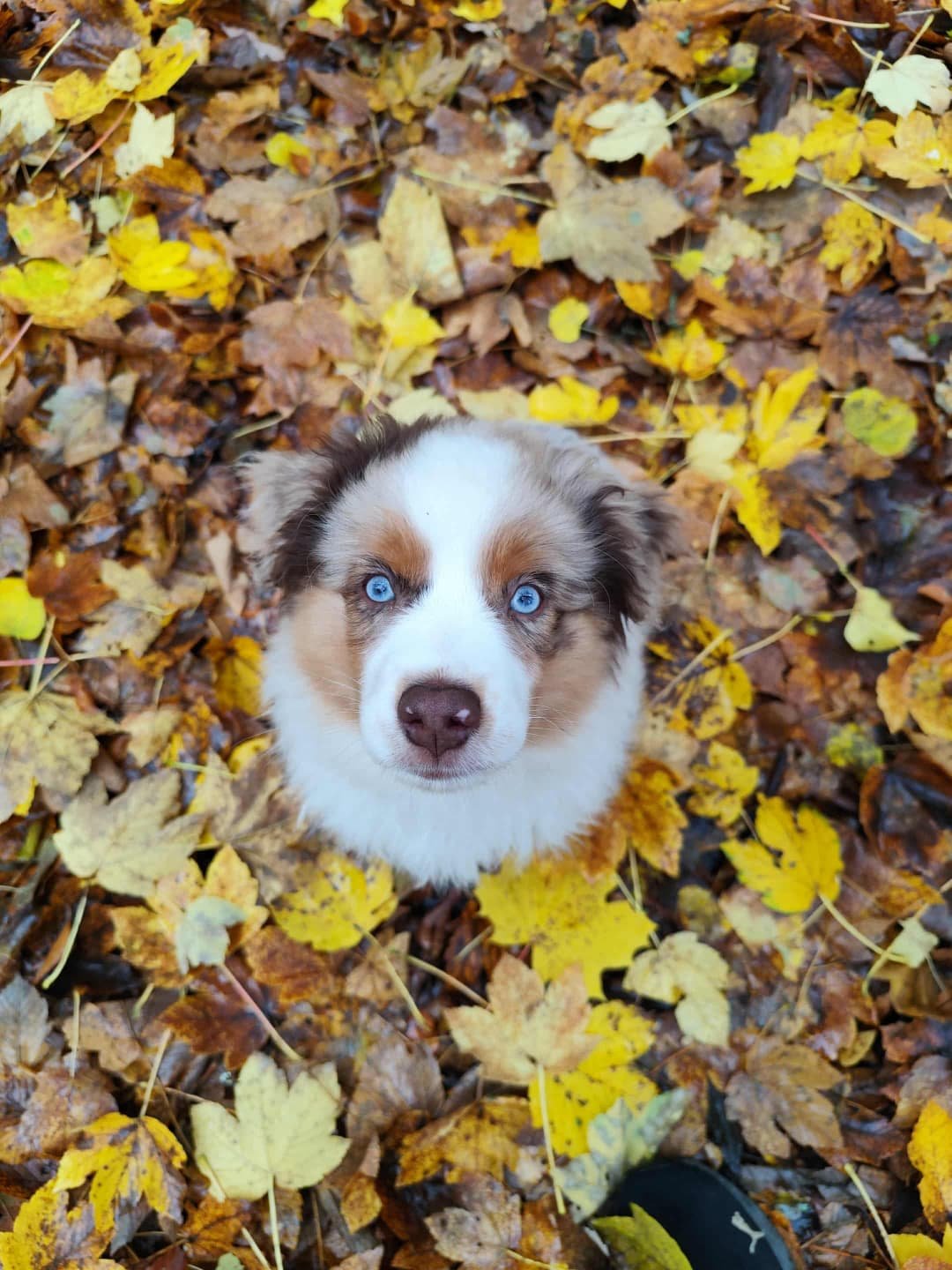 Bentley — Mini Aussie red merle de olhos azuis, macho do elevage Guardas do Berço