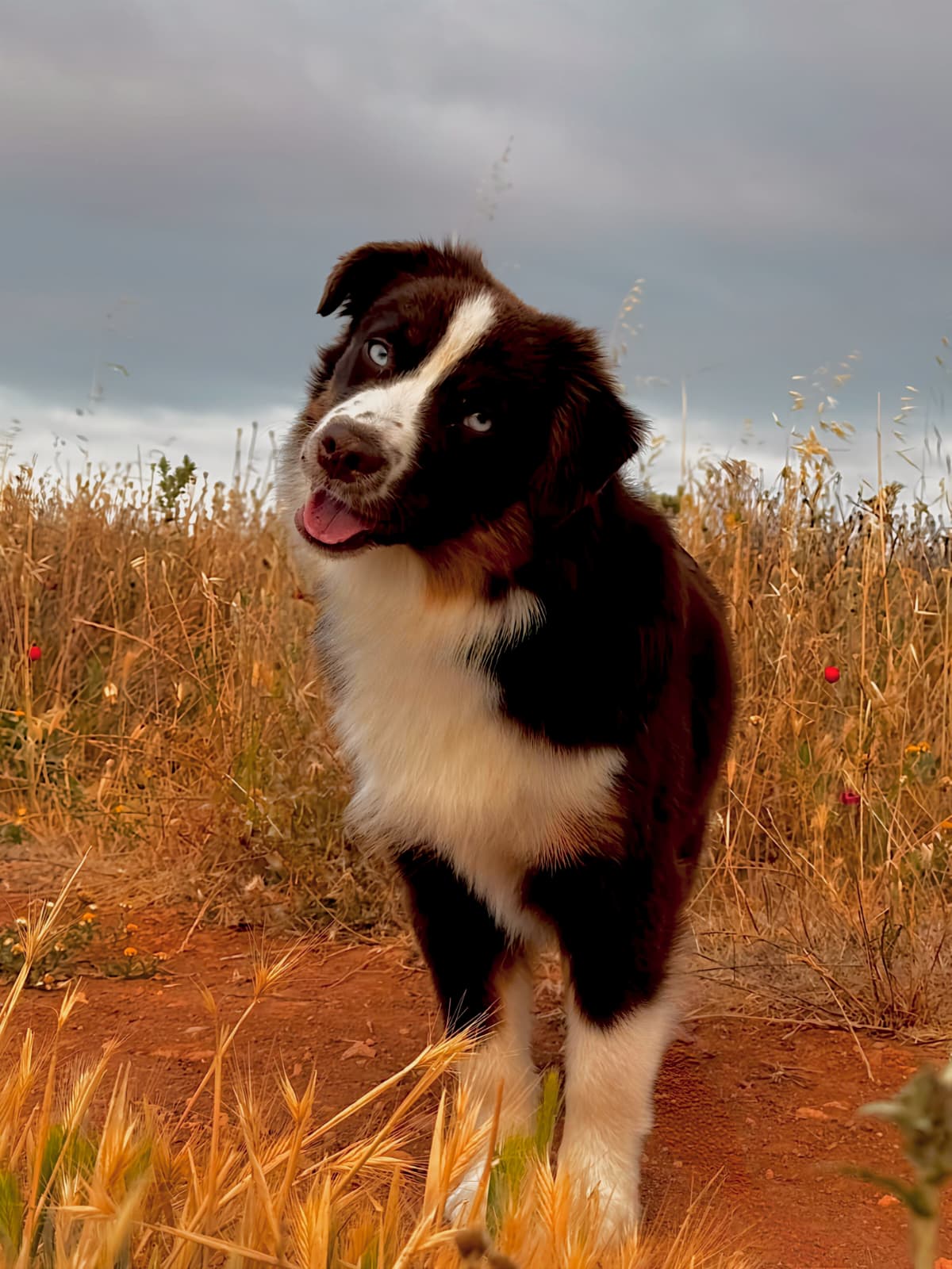Cachorro red tri no campo dourado