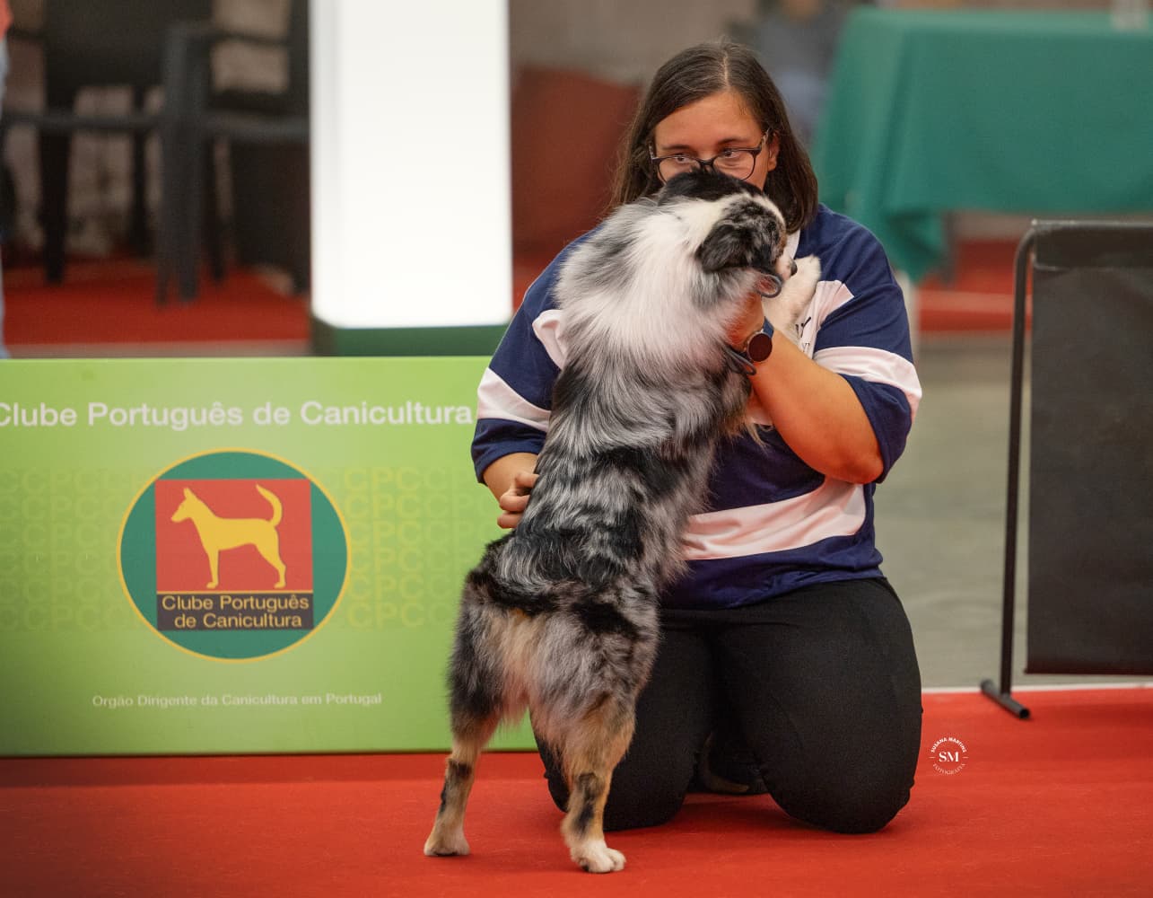 Carinho após a prova — exposição canina