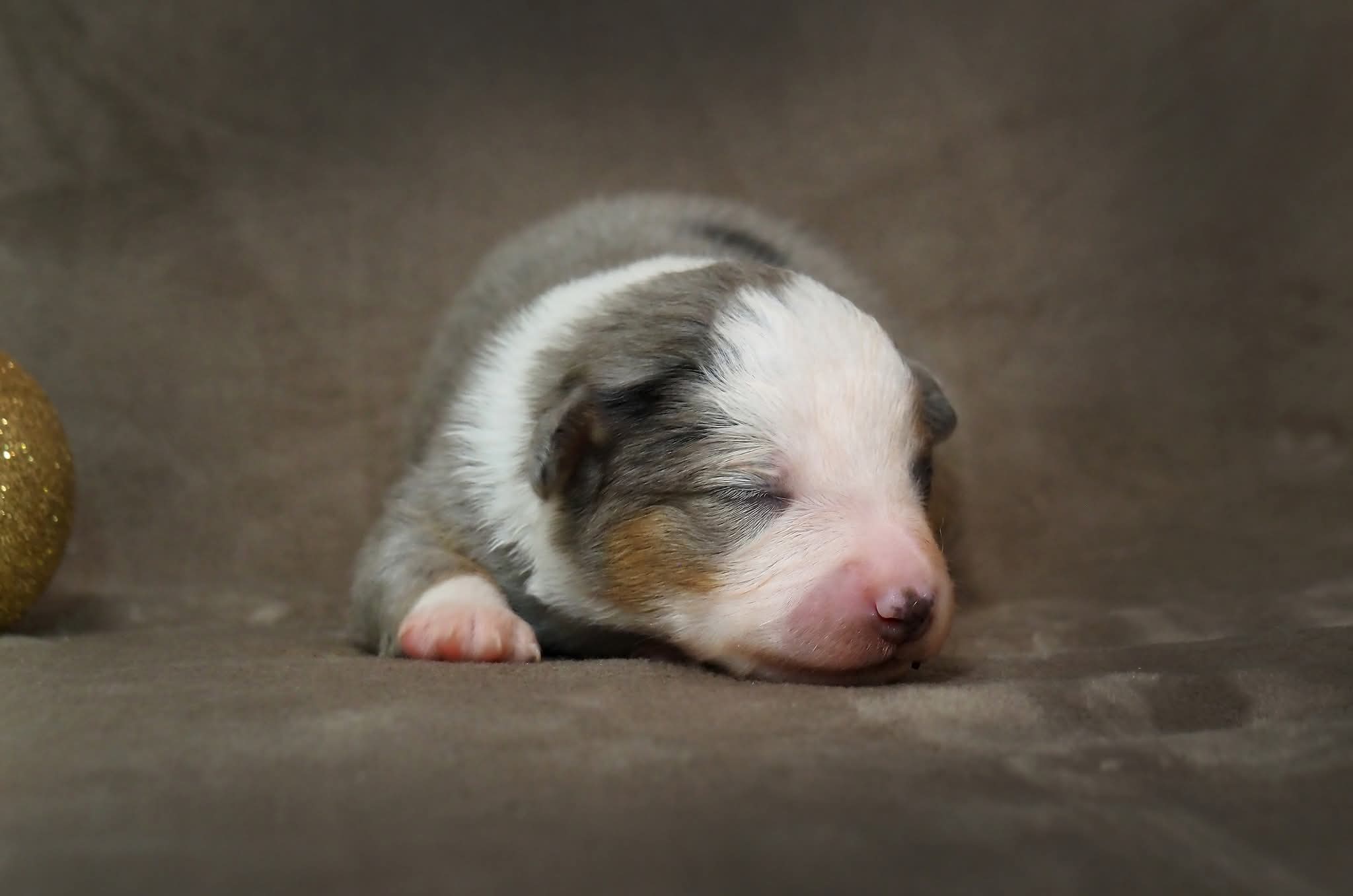 Cachorro recém-nascido — ninhada planeada Guardas do Berço