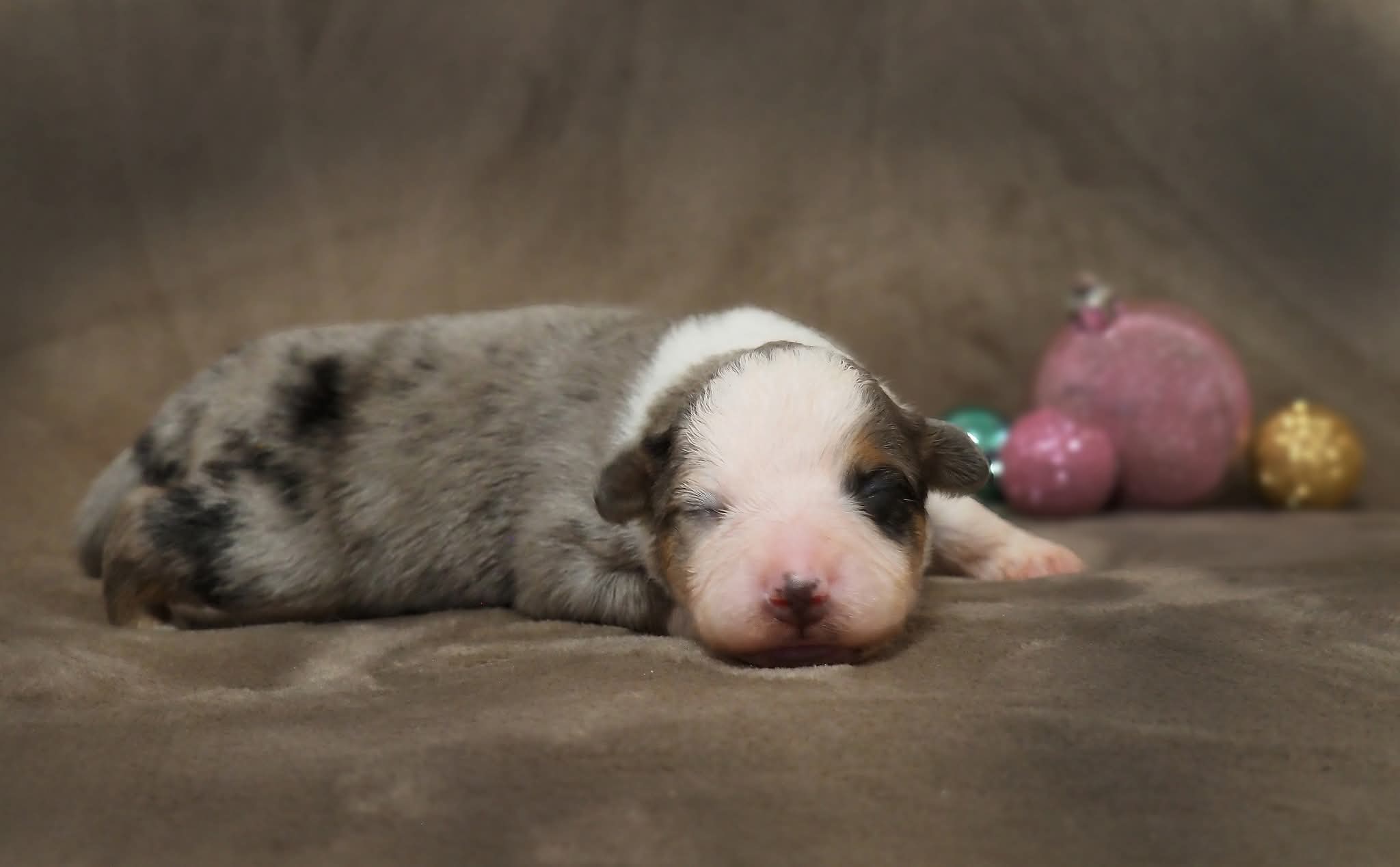 Cachorro Mini Aussie recém-nascido — ninhada Guardas do Berço