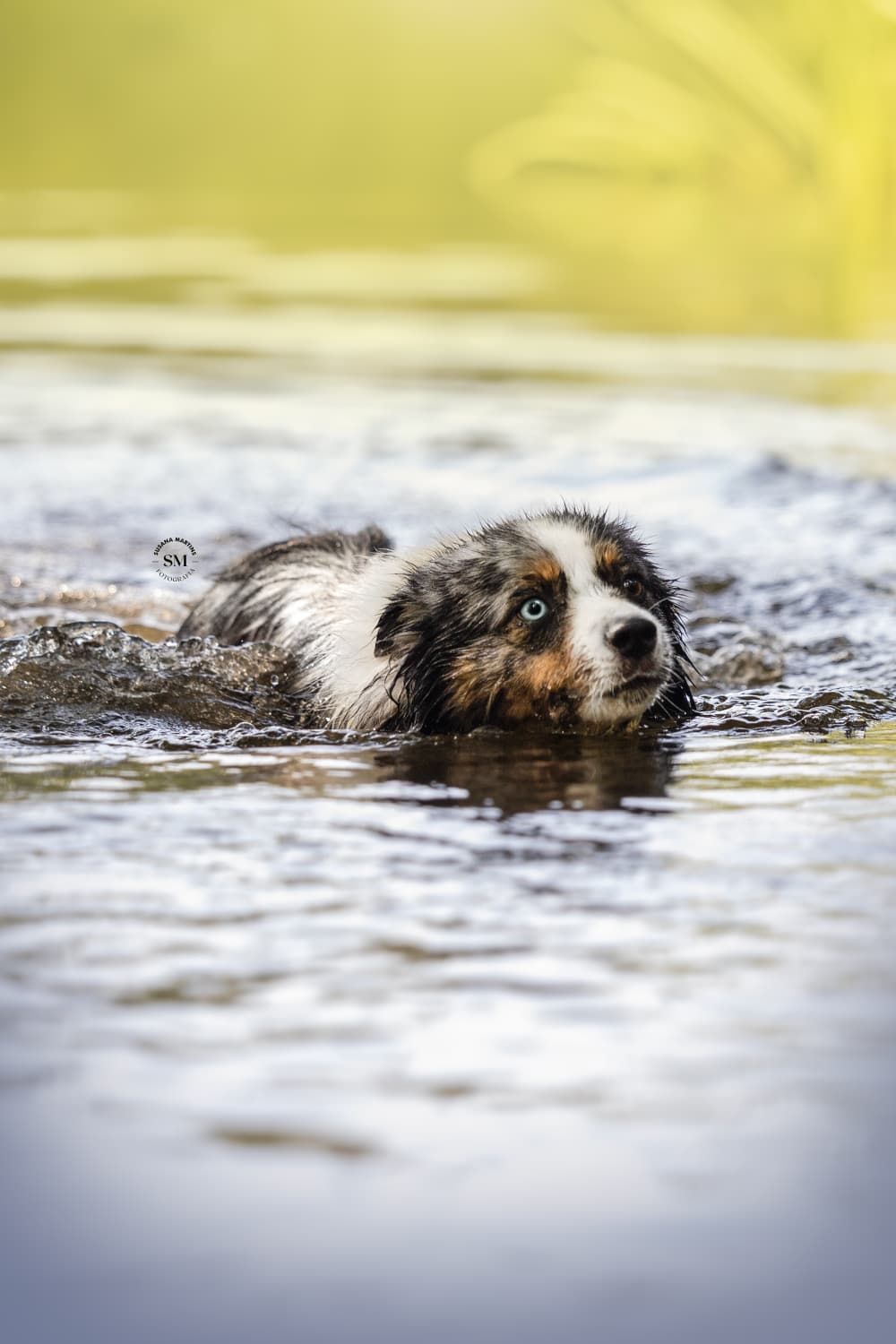 Mini Aussie a nadar no rio — vida real Guardas do Berço