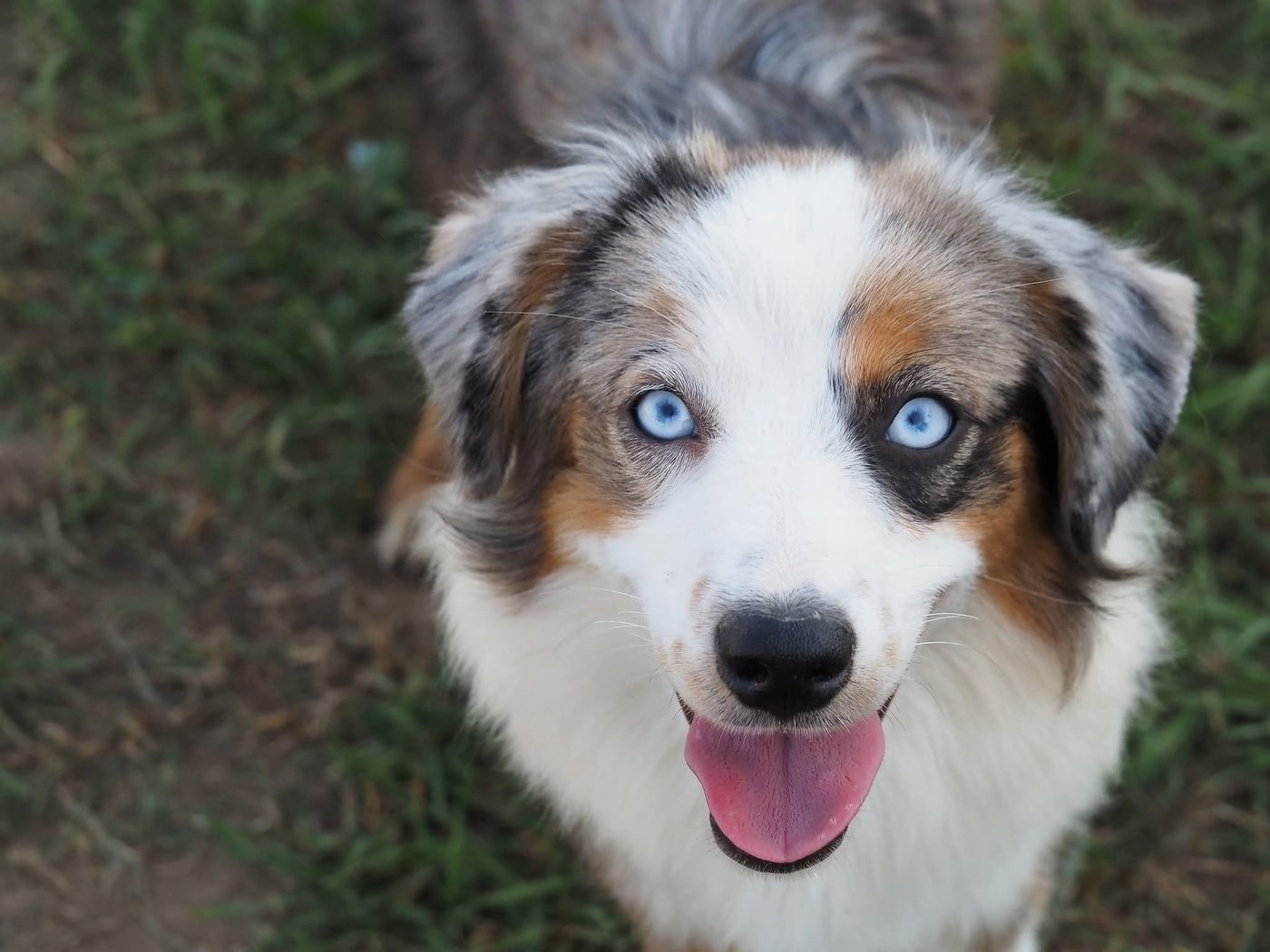 Lexi — Mini Aussie blue merle de olhos azuis, fêmea do elevage Guardas do Berço