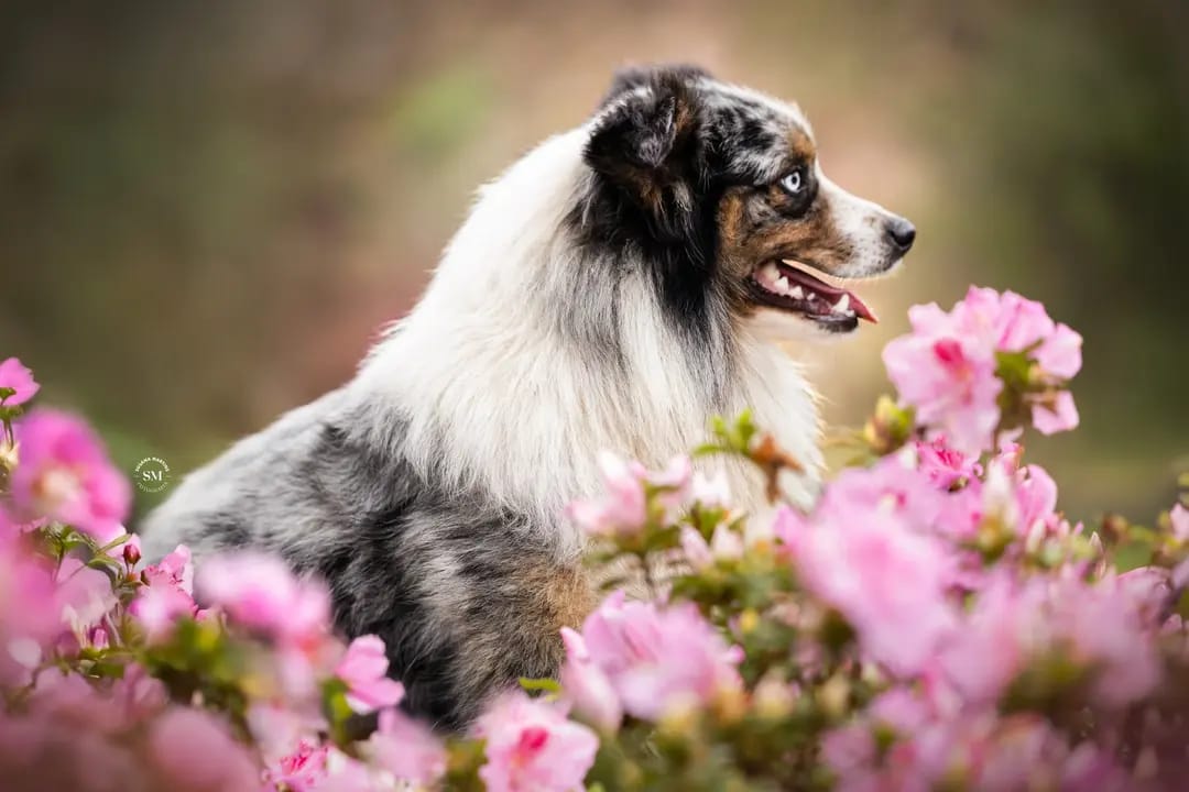 Mini Aussie azul merle adulto — Pastor Americano Miniatura Guardas do Berco Portugal
