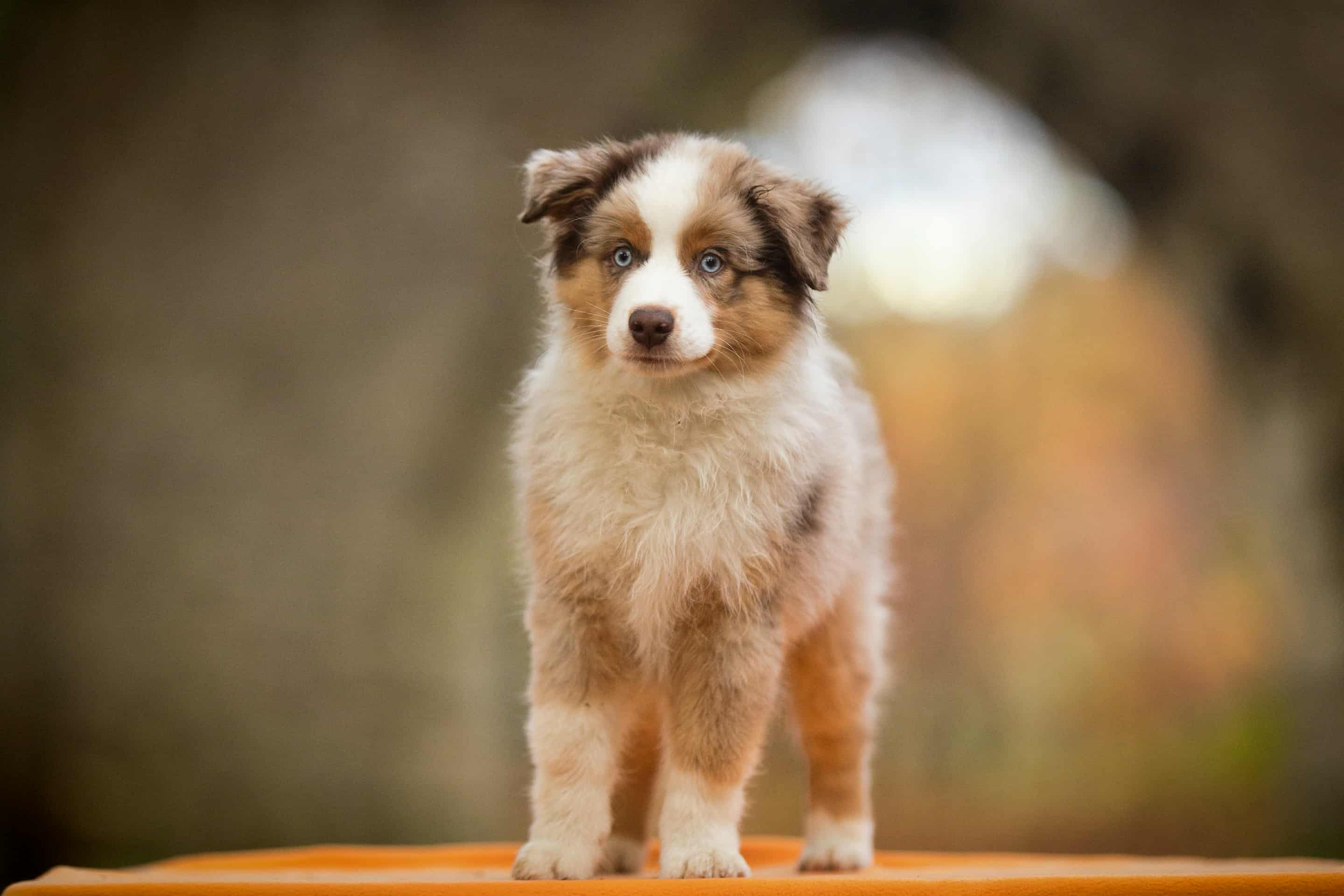 Mini Aussie cachorro Pastor Americano Miniatura Portugal, afixo Guardas do Berço