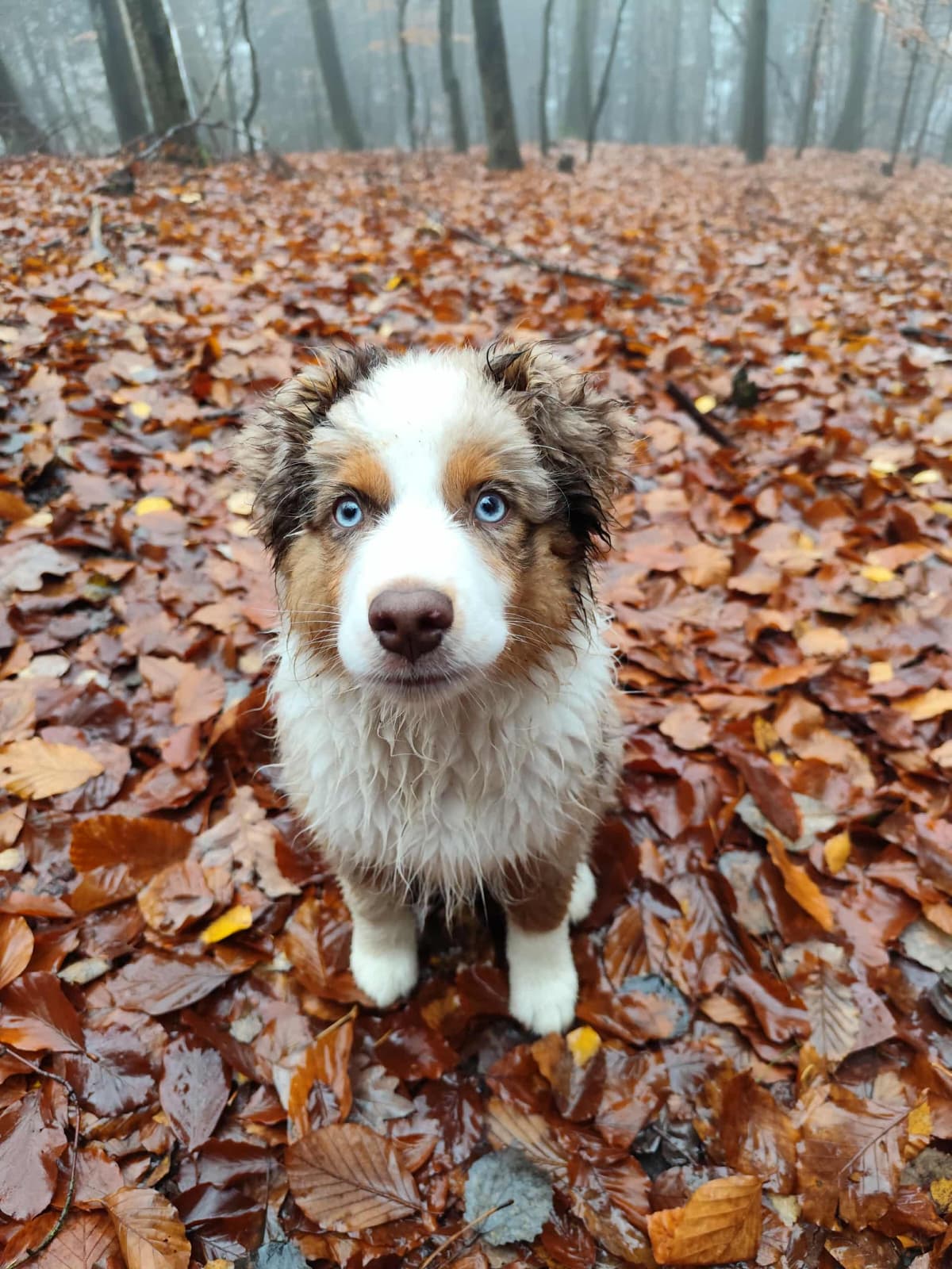 Cachorro Mini Aussie Pastor Americano Miniatura Portugal, Guardas do Berço