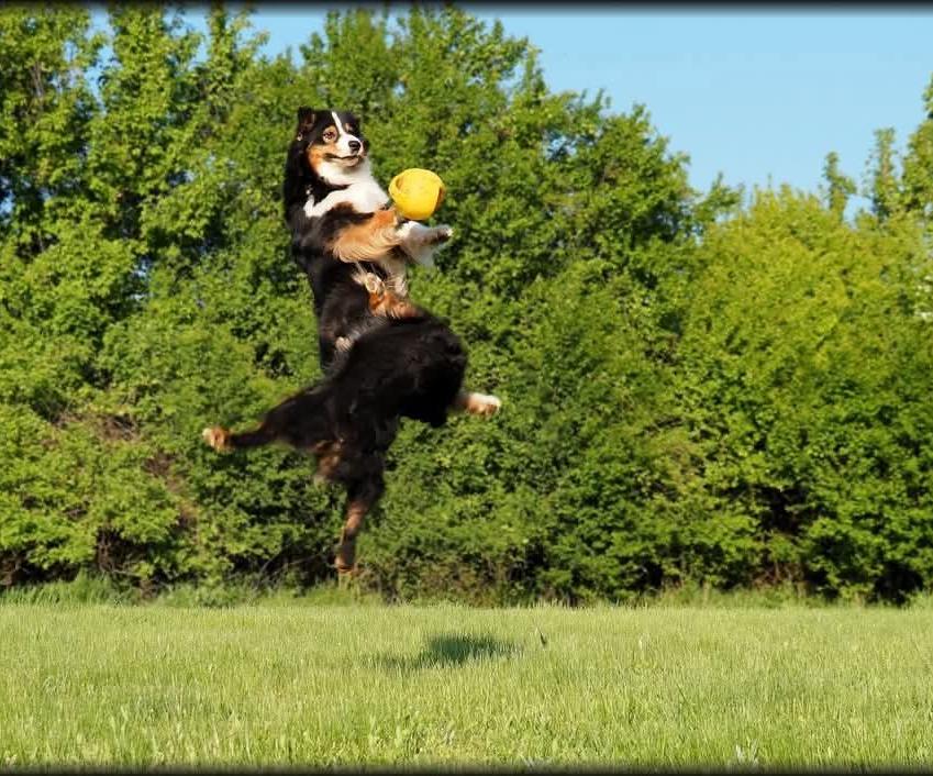 Pastor Australiano a saltar, formação canina Vanessa Gomes Portugal